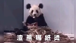 “熊猫：我只是长得潦草 真没烫头！”