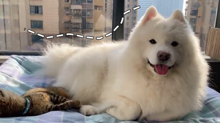 เพ็ทน่ารัก | ซามอยด์เป็นตัวน้อยหึง