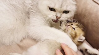 The Kitten's Mommy Doesn't Want Anyone Goes Near Her Adorable Baby