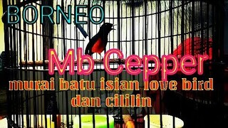 Murai batu isian lovebird dan cililin jernih