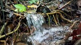 Gemercik Air Mengalir Dari Hutan Lestari