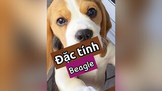 Trả lời   Đặc tính của Beagle này nhe! Làm riết con nào cũng muốn nuôi! 🤣 pet chó chó_cưng thucung kcbweb thucungdethuong thucungvuinhon nuoidaythucung