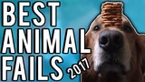 Animal Fails | The Best Of 2017 | A Fail Compilation By FailUnited