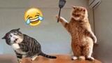 Funniest Cats and Dogs 😺🐶 Funny Animals 2024 😍