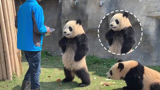 Panda Besar Tuan Putri Qian Jin.