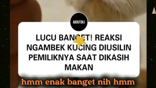 KUCINGOREN NGAMBEK