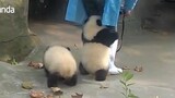 Panda-panda bermain dengan begitu riang