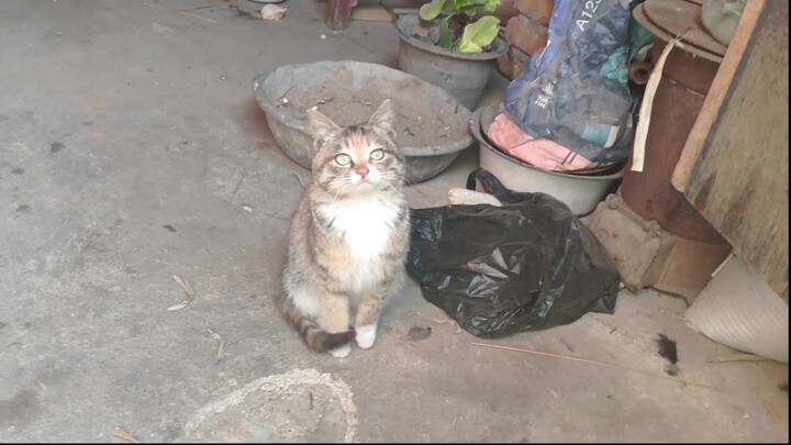 Kucing nenek saya, kucing domestik paling lucu di internet!