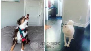Beggin but Dogs Sung It (Doggos and Gabe)