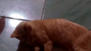 Kucing Oren Ngajak Bercanda