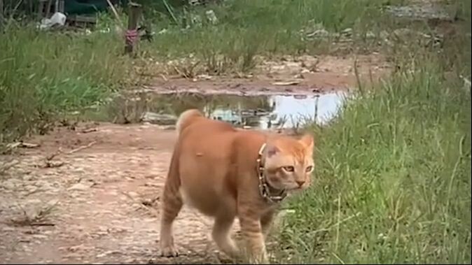 DANAGG - Preman Oyen - Kucing Lucu - Kucing Berantem #funnycats