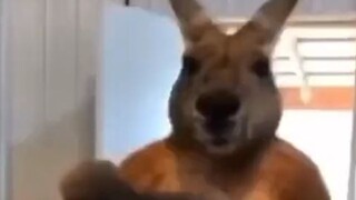 yung mas matapang pa sayo yung kangaroo 🦘