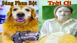 Thú Cưng TV | Gâu Đần và Bà Mẹ #25 | Chó Golden Gâu Đần thông minh vui nhộn | Pets cute smart dog