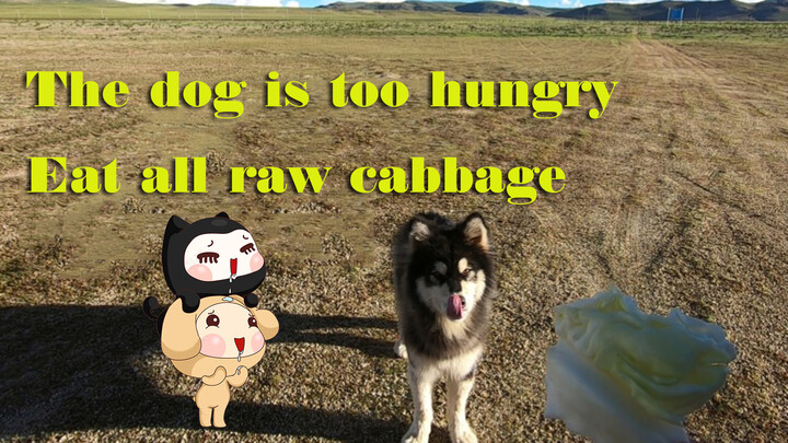 Tôi gặp một chú chó ở Tây Tạng và có vẻ nó đang rất đói