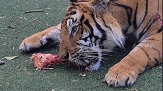 Which tiger would grab the first bone?