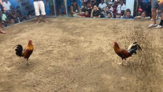 talo na, nanalo pa!#sasabeachresortGF