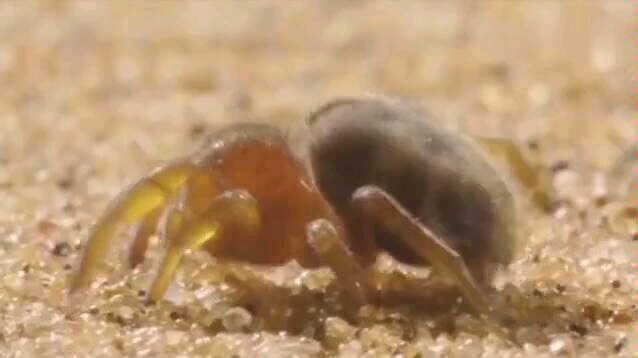 70℃的沙漠，看蜘蛛如何吃烧烤！