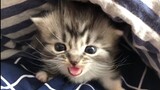 [Động vật] Cướp mèo con từ mèo mẹ và phản ứng của mèo mẹ