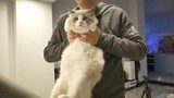 [Động vật] Chú mèo được mua với giá 2000 tệ đã được một tuổi rồi~~~
