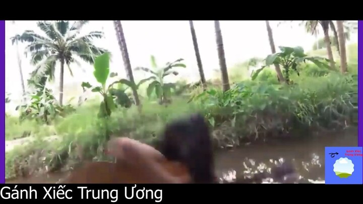 Hò ơi ơi hò em rơi xuống sông #funny