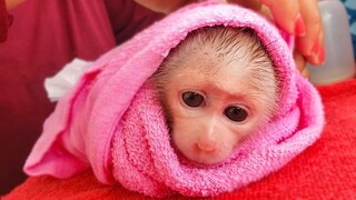 Obedient Baby Monkey!! Wow, So handsome, Tiny Luca keep silently while Mom put on a new diaper