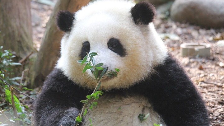 [Panda] Menikmati matahari musim dingin