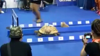 Animals｜Funny Rabbit-Turtle Race 