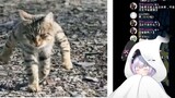日本兔子偶像看《每只猫咪都有属于自己的专属图片》