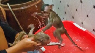 Routine Morning Bathing!! Adorable Toto & Yaya so happy playing with each other while Mom bathing.