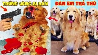 Thú Cưng Vlog | Trứng Bạc Và Trứng Vàng #6 | Chó gâu đần thông minh vui nhộn | Funny pets smart dog