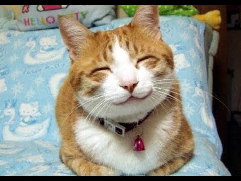 Những chú mèo hài hước nhất thế giới - những con mèo bá đạo nhất ...