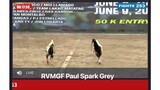 RVM GAMEFARM PAUL SPARK GREY VS. Mr. Rey Cañedo
