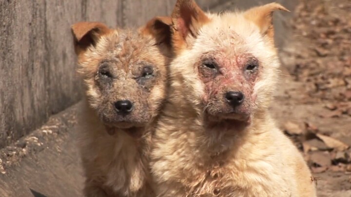 【Animal Circle】Dogs abandoned at sewers. Transformational rescue.