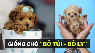 Những Lưu Ý Khi Nuôi Giống Chó Bỏ Túi, Bỏ Ly Teacup Poodle! - Giống Chó Siêu Nhỏ Dễ Thương.