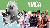 YMCA but it's Doggos and Gabe