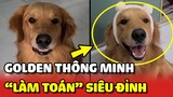 Chú chó Golden THÔNG MINH với khả năng LÀM TOÁN siêu đỉnh 😍 | Yêu Lu