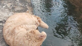 เรื่องที่ฉันลูบหัวแมวแล้วผลักแมวลงแม่น้ำ