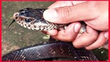 Indonesian Extreme Food / Black Venomous Snake.