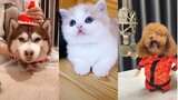 Tik Tok Chó Mèo | Cute không chịu nổi #10