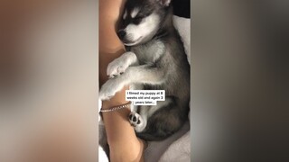 Sleepy mini husky glow up kleekai puppy GlowUp huskypuppy