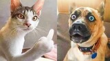 Funny Animal Videos 2022 ðŸ˜¹ðŸ�¶ ~ Cute and Funny animals Videos Compilation #48