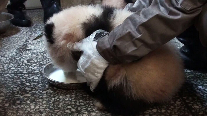 [Panda] Teaching Panda Cub How to Drink Milk Can Be Frustrating
