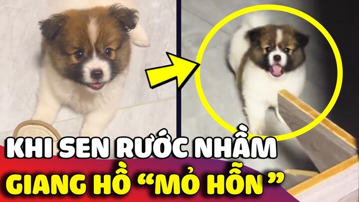 Khoảnh khắc Sen nhận ra mình đã RƯỚC NHẦM một chiếc GIANG HỒ chính hiệu về nhà 😅 | Gâu Đần