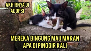 Anak Kucing Ini Di Buang Di Pinggir Kali Sampai Minta-Minta Makan Di Adopsi Malah Seneng Banget..!