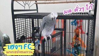 EP.191 "มด ตั่ว ตั่ว ไก๊" ก็มา