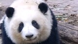 The giant panda and Hua reacted brightly when they heard tourists calling them fat!