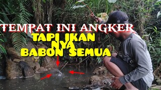 MANCING IKAN PALING MAHAL DI DUNIA