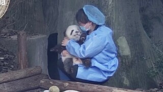 【大熊猫成浪】浪浪太可爱辣！奶妈忍不住要亲亲抱抱