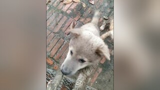 Nghịch thì thôi rồi...yeucho yeuchomeo cún cúncon chó chómèo chócon chó_cưng chókhôn yeuchomeo cưng chócute pet dog dogsoftiktok doggo