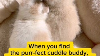 What to do when you find your purr-fect cuddle buddy?